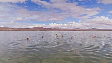 Flamingos on a Salt Lake in Bolivia, Under a Cloudy Sky