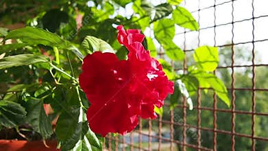 Double hibiscus is variety of hibiscus with lush, multi-layered red flowers, Chinese rose Hibiscus rosa-sinensis. Indoor form is
