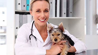 Vet checking a yorkshire terrier