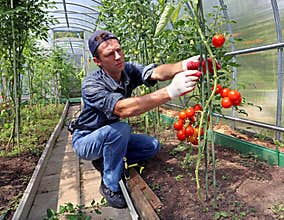 Worker processing the tomatoes bushes in the greenhouse