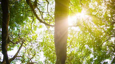 Crowns of trees with bright afternoon sun and rays.