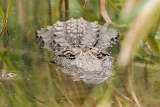 Large crocodile waits half submerged in water for prey to arrive