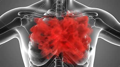 Anatomical Chest Radiography with Lungs Highlighted in Red for Medical Animation and Visual Health Education