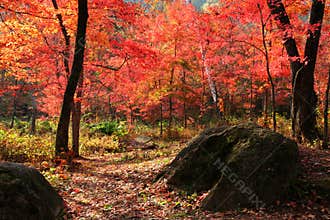 Red autumnal leaves' valley