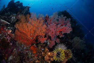 colourfull Sea fan and beauty reefs