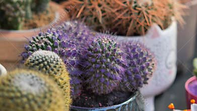 Unique cactus varieties in colorful pots displayed at market