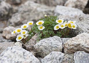 Flowers of Alpine Buttercup