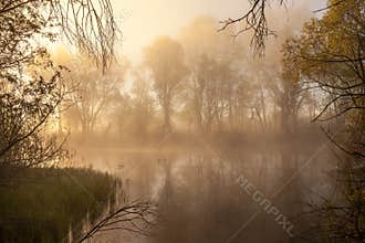 Serene misty morning on a lakeside