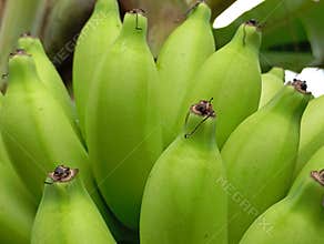 ?A bunch of Bandung plantains that are still green on the tree