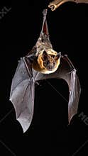 Close-up of a bat hanging upside down from a branch against a black background