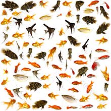 Aquarium fish