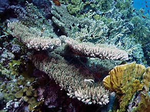Acropora latistella