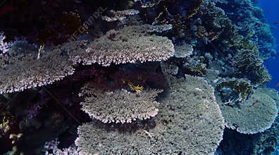 Acropora cytherea