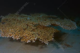 Acropora plana