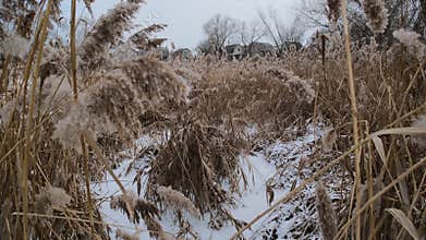 Serene winter scene of a frozen lake with thin ice layers, bubbles beneath, dry reeds emerging, snow patches on edges