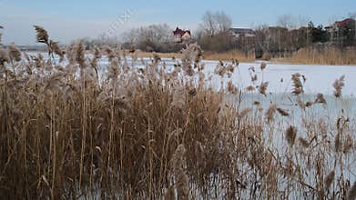 Serene winter scene of a frozen lake with thin ice layers, bubbles beneath, dry reeds emerging, snow patches on edges