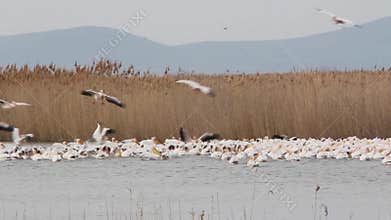 White Pelicans