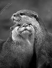 Otters
