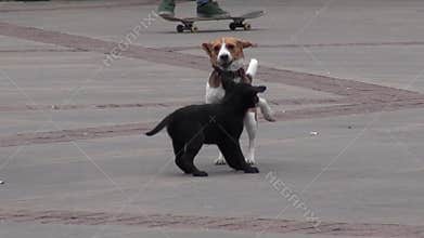 Puppies, Dogs, Canines, Pets, Animals