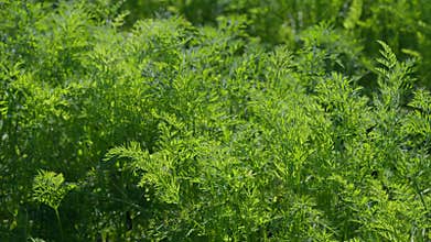 Vibrant and Lush Green carrots Vegetation Growing Beautifully Under Bright Sunlight Rays