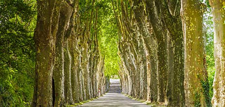 Green trees alley soft sunlight, peaceful nature landscape, scenic Mediterranean countryside road, tranquil summer travel view