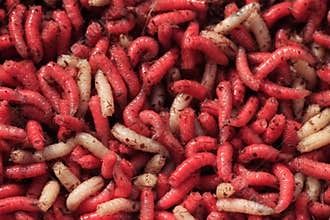 Fishing bait red and white Maggots