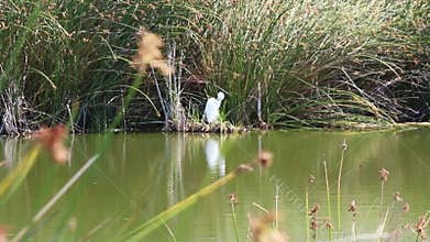 Great White Egret Preening Across Pond With Green Reeds