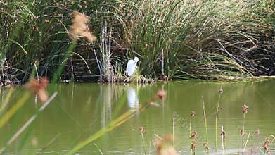 Pond With Green Reeds And Great White Egret Preening In Background