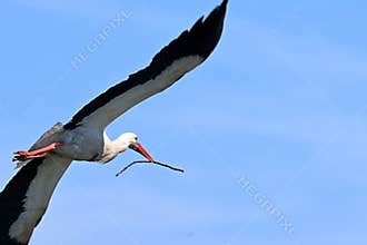 Landscape with a flying stork in a natural environment