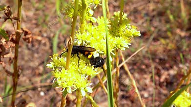Scolia hirta, medium-sized wild wasp collecting nectar on flowers in the garden