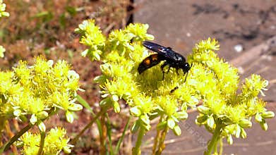 Scolia hirta, medium-sized wild wasp collecting nectar on flowers in the garden