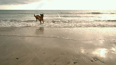 Dog running toward sea