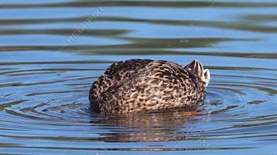 Mallard in a small lake in Skane Sweden