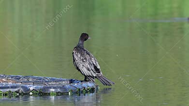 Great Cormorant in a small lake in Skane Sweden