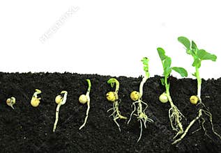 Germinating pea seeds