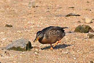 Male wild duck searching for food at the edge of a lake.