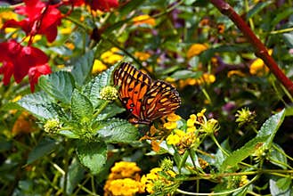 Gulf Fritillary or Passion Butterfly (Agraulis van