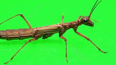 3D Rendering of a Brown Stick Insect Phasmida Isolated on Green Screen for Production