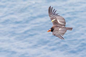 California Condor