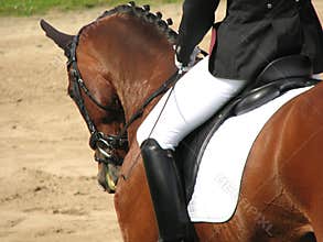 Dressage elegance