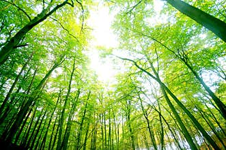 Green forest