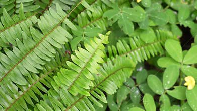 close up video of green fern leaf after rain, with water droplets and blurred natural background.