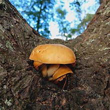 Mushroom Growing in Tree Trunk Close-Up in Nature