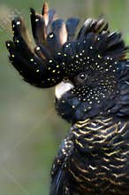 Red-tailed Black Cockatoo