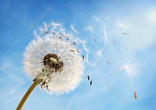 Dandelion clock dispersing seed