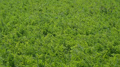 A Vibrant Green carrots Field Stretching Out Beneath the Bright Sunlight of a Beautiful Day