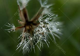 Dandelion seed with water drops in macro close-up