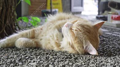 This fluffy orange Persian cat has officially mastered the art of doing absolutely nothing.