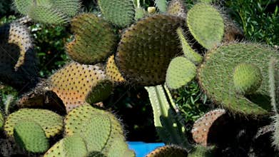 Architectural Cacti Plant: Detailed View of Spiky Euphorbia Growing in a Pot