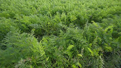 Vibrant and Lush Green carrots Crop Fields Spread Across the Landscape in Bright Daylight